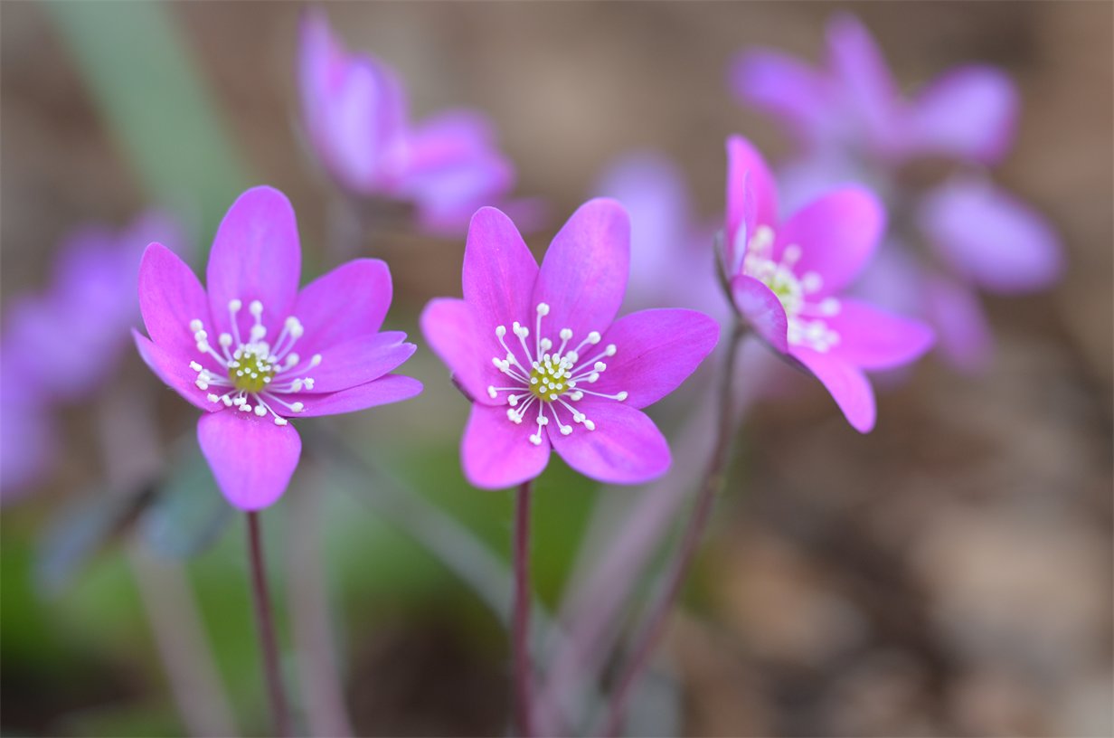 Hepatica nobilis