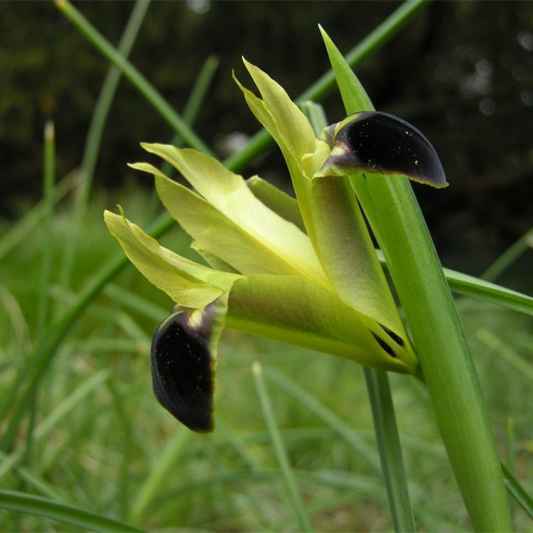 Hermodactylus tuberosa
