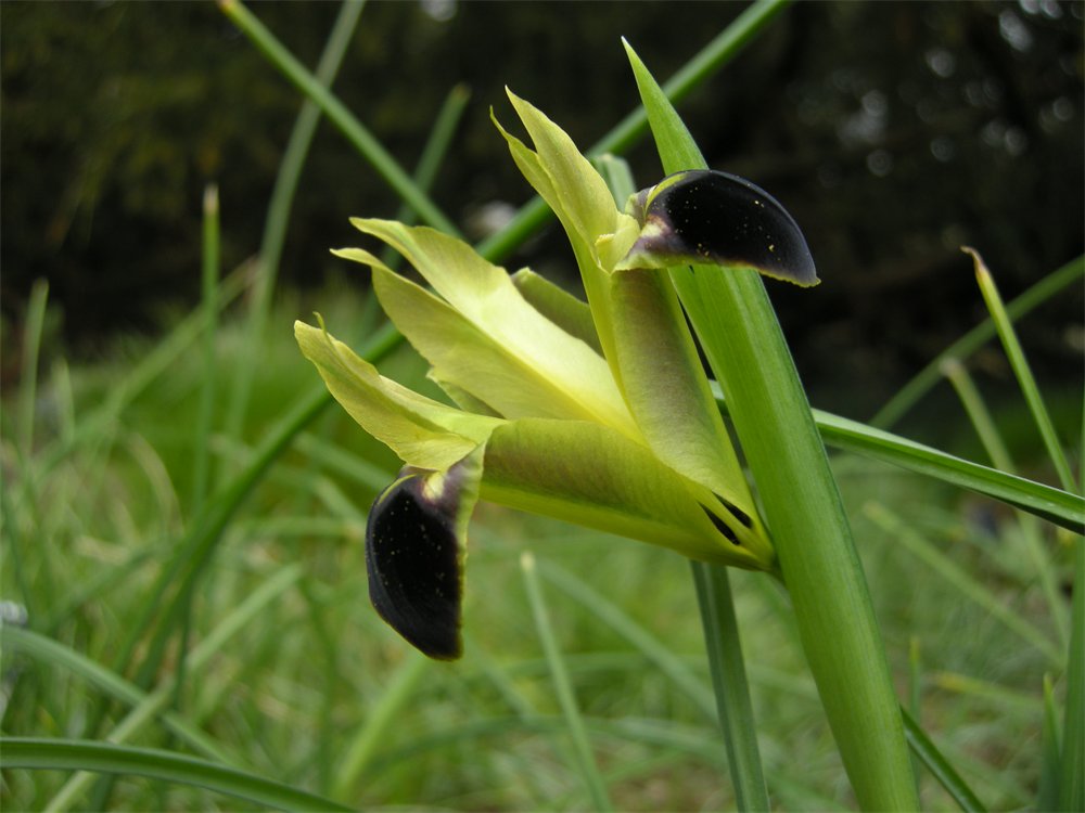 Hermodactylus tuberosa