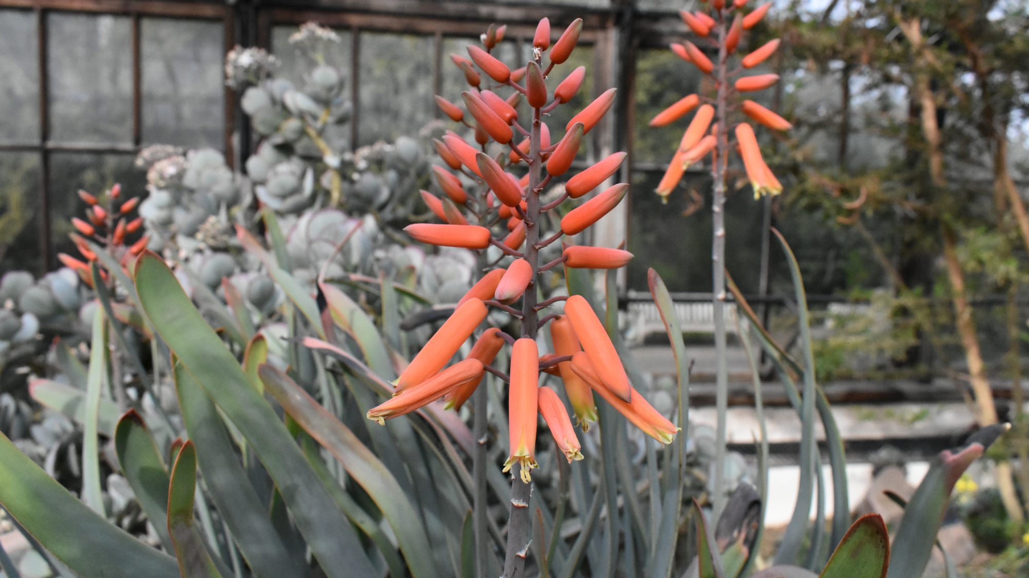 Kumara plicatilis
