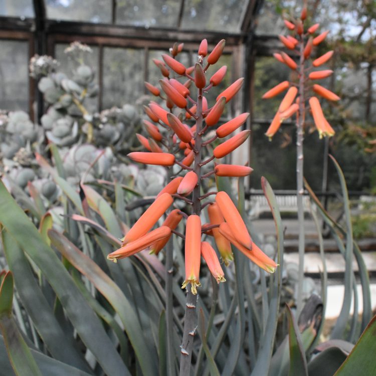Kumara plicatilis