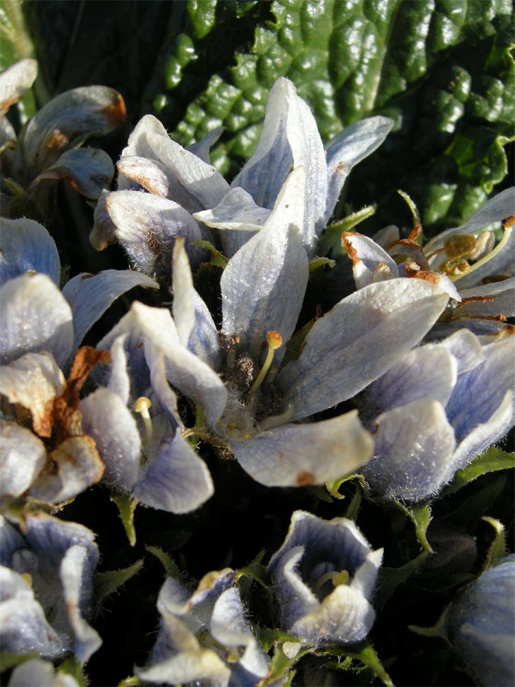 Mandragora autumnalis