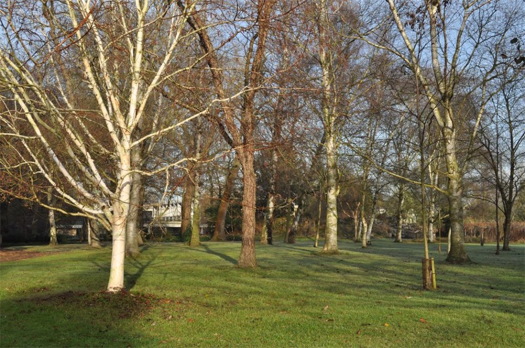 Heritage trees