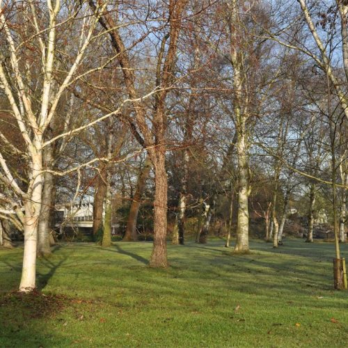 CANCELLED - Science Pop Up: Trees under threat