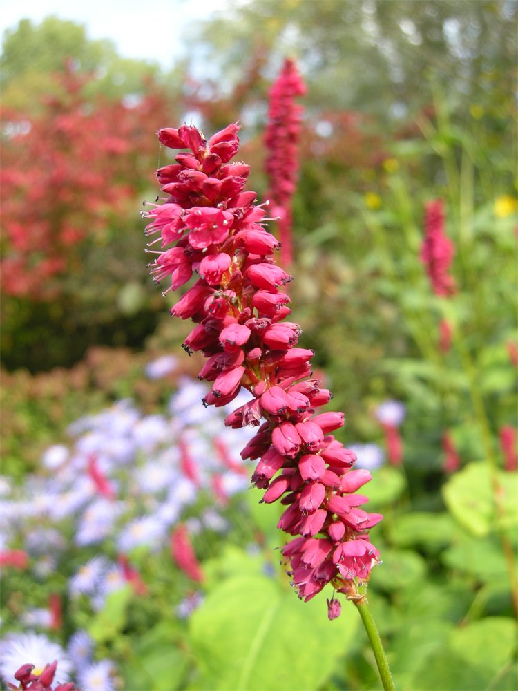 Persicaria amplexicaulis