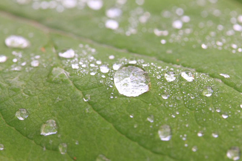 A water droplet on a green leaf.