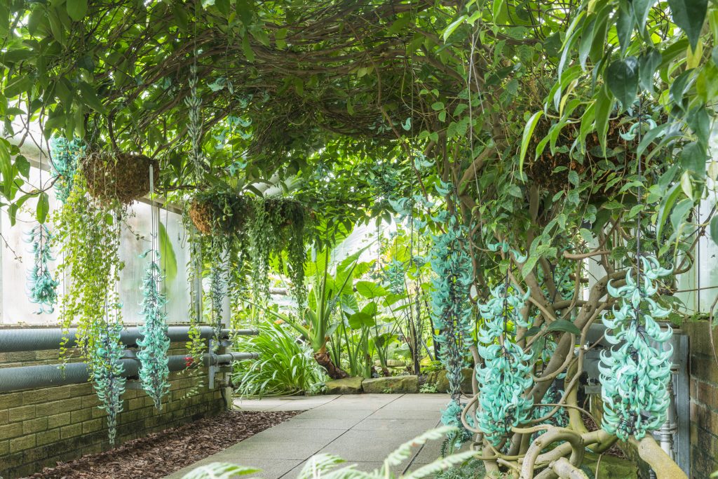 The Jade Vine made up of bluey-green claw like petals in flower in a greenhouse.