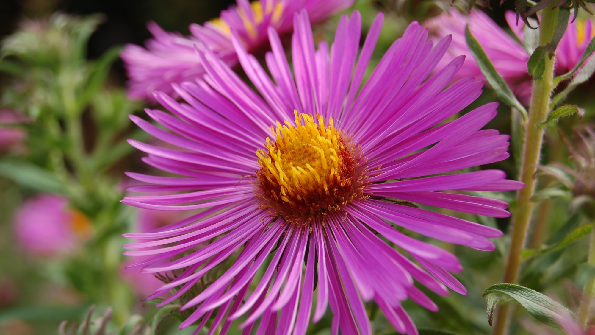 A close-up image of a pink flower with a yellow centre.