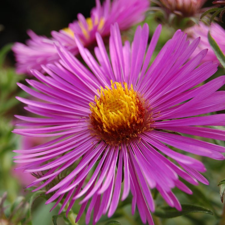 Symphyotrichum novae-angliae ‘Barr’s Pink’