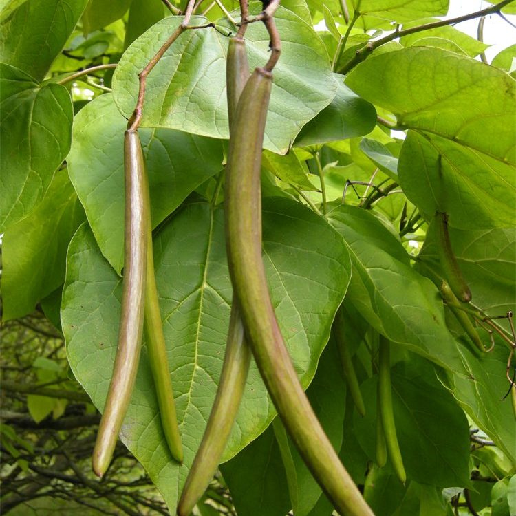 Beanpods, berries & balloons