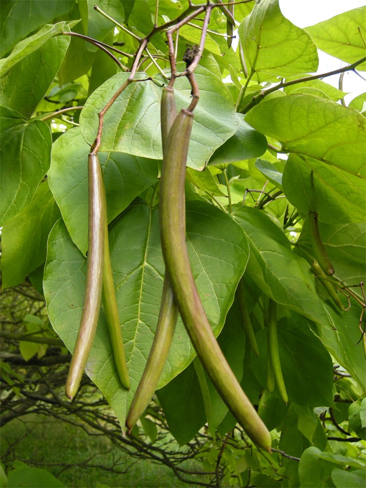Catalpa bignonioides 'Aurea'