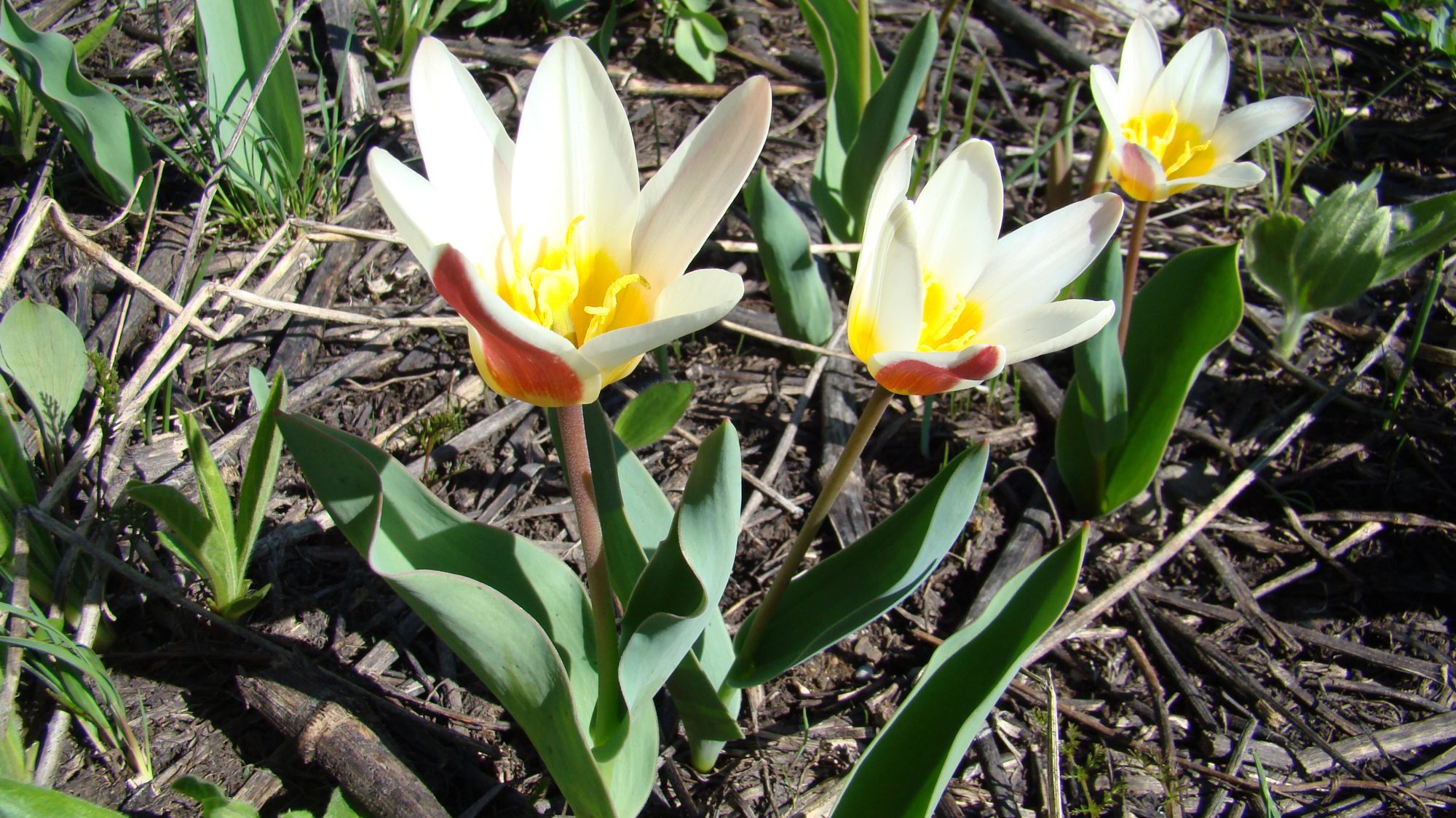 Tulipa greigii