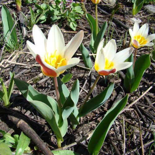 Searching for wild tulips in the mountains of Kyrgyzstan