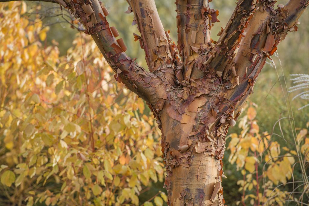 The peeling bark of Acer griseum.