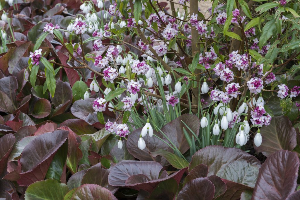 Bergenia 'Overture' copuled with Daphne bholua ‘jacqueline postill’ and Galanthus nivalis in the in the Winter garden.