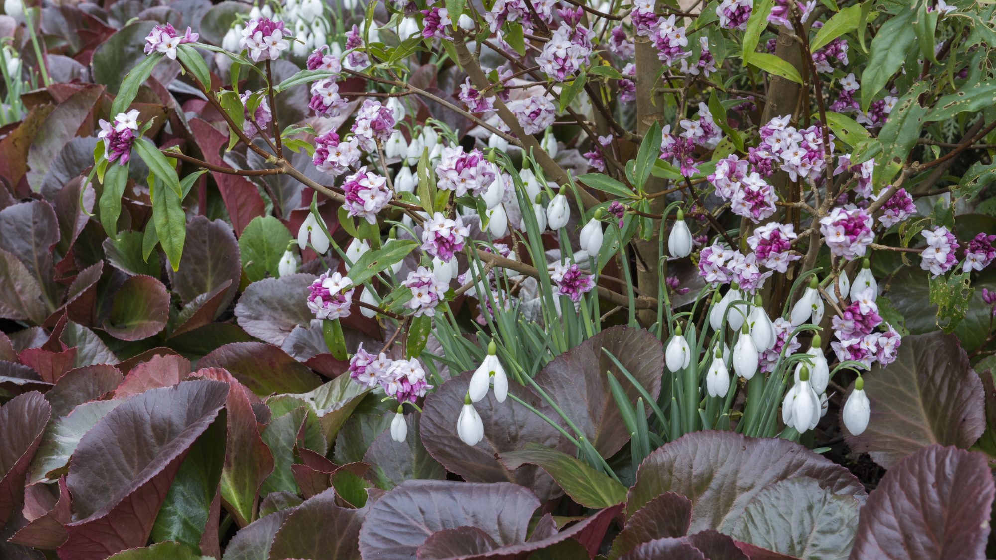 The Winter Garden