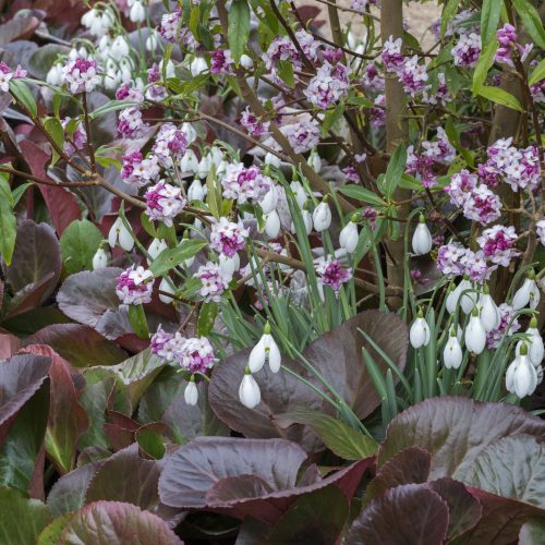 What’s on this winter 2021 at CUBG