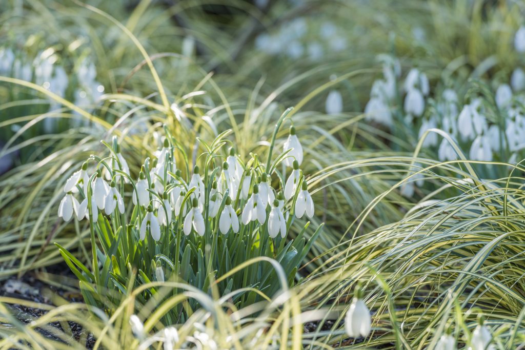 A cluster of white snowdrop flowers amongst green grass.