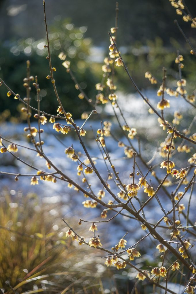 Small yellow flowers of Chimonanthus praecox ‘Grandiflorus’.