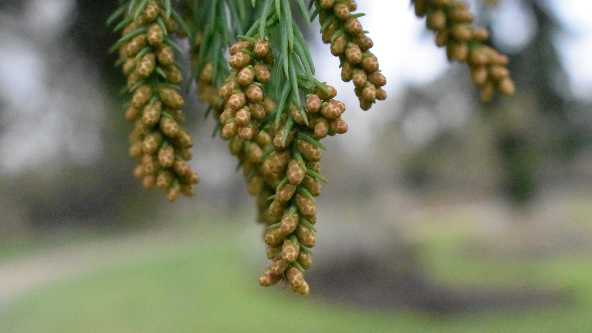 Small, scaly fruits with evergreen needle-like leaves.