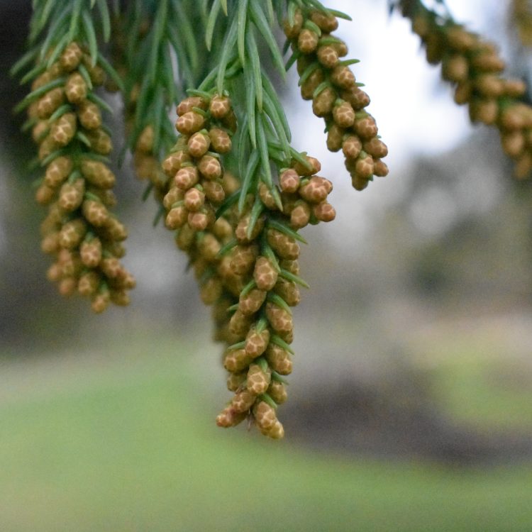 Cryptomeria japonica