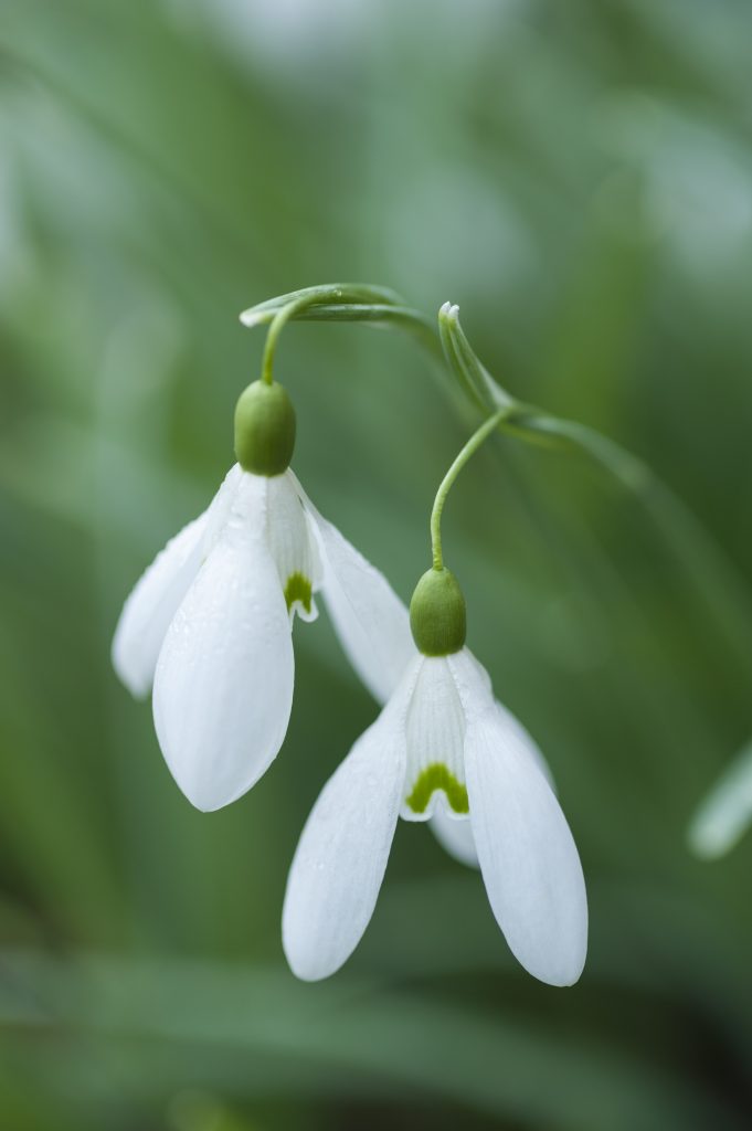 Two snowdrops.