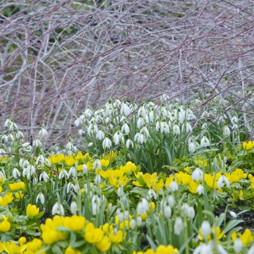 Winter Garden celebrates 40 years of stunning winter colour 1979-2019