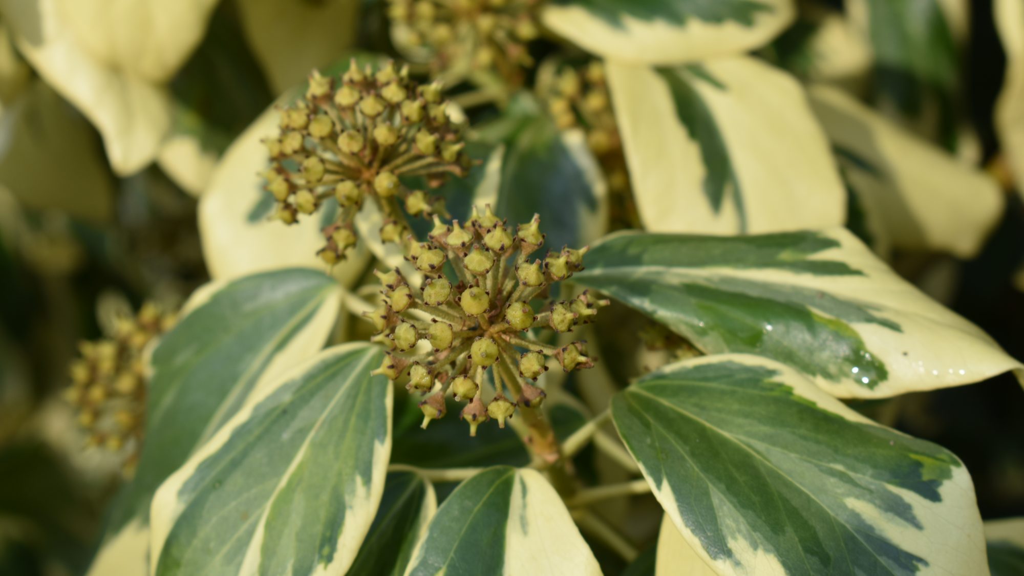 Hedera colchica 'Dentata-Variegata'