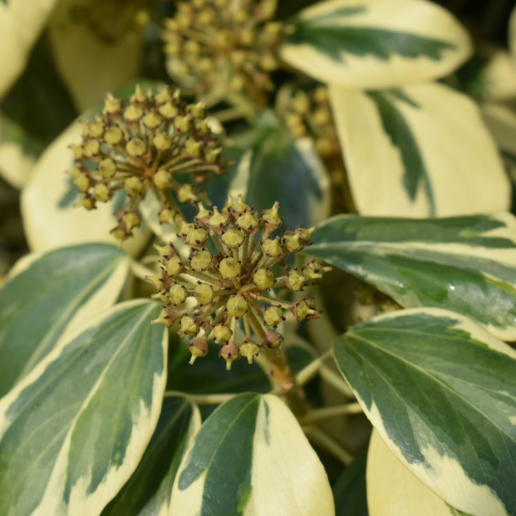Hedera colchica ‘Dentata-Variegata’