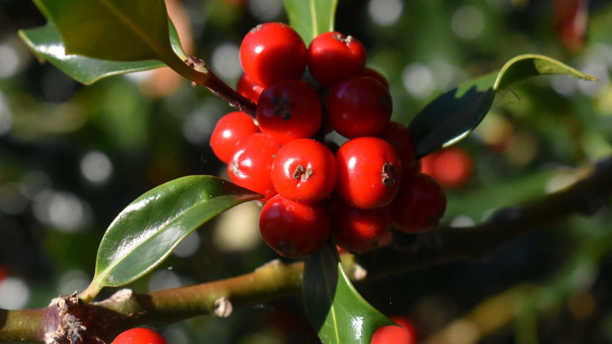Spiny, glossy leaves and a cluster of glossy red berries.