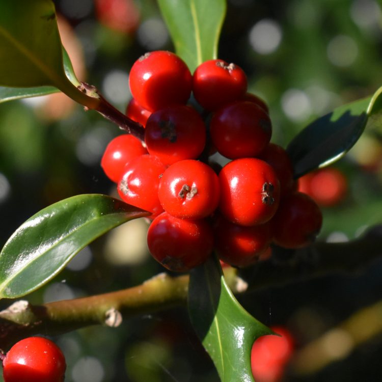 Ilex aquifolium