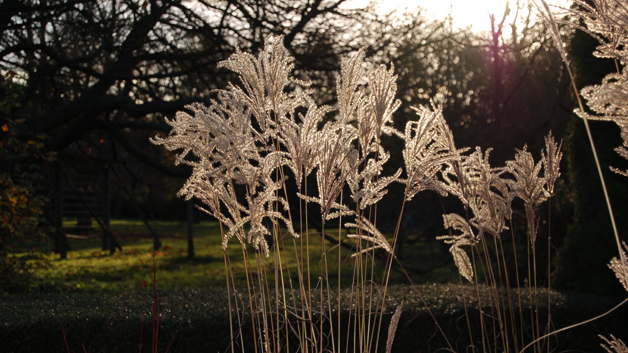 Miscanthus 'Ferner Osten'