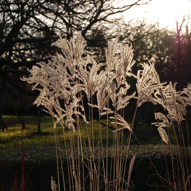 Miscanthus ‘Ferner Osten’