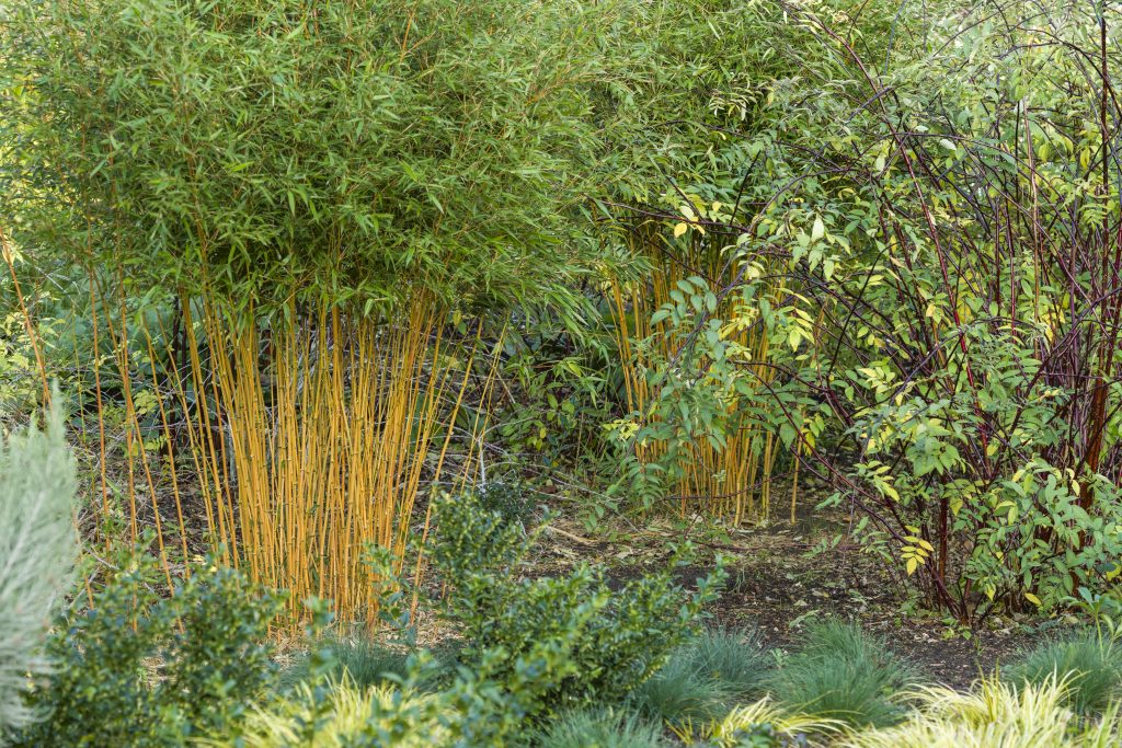 Golden bamboo with green leaves at the top sit amongst green shrubbery.