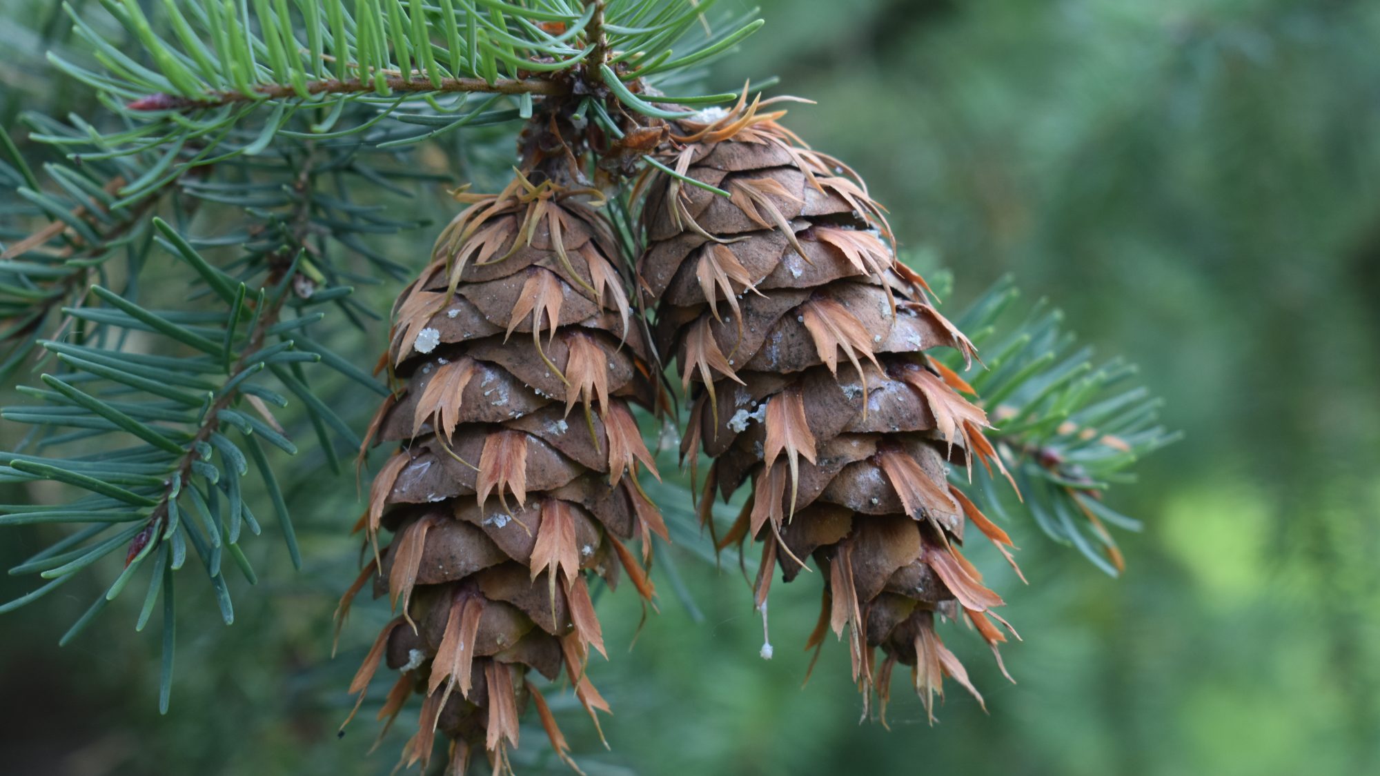 Pseudotsuga menziesii