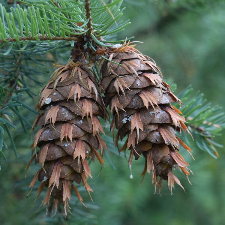 Pseudotsuga menziesii (cone)