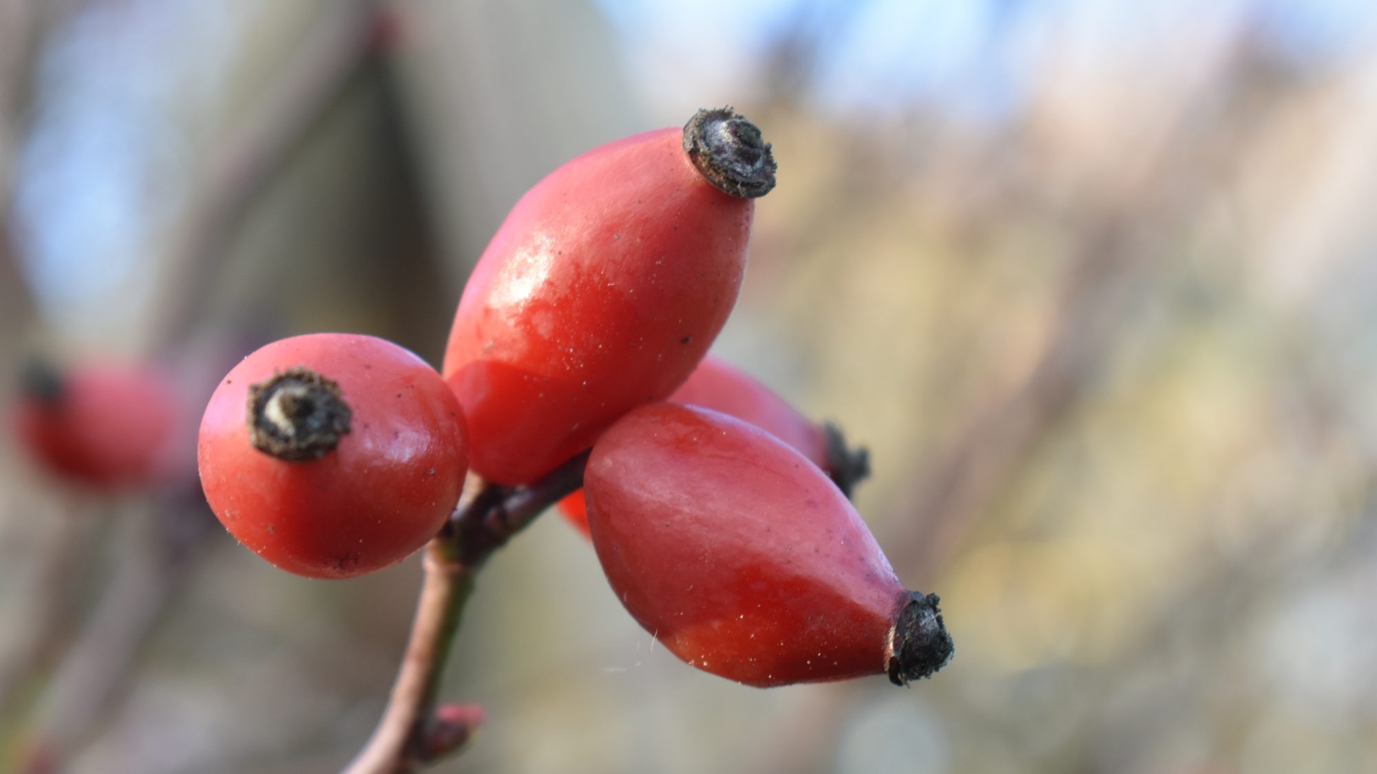 Rosa canina