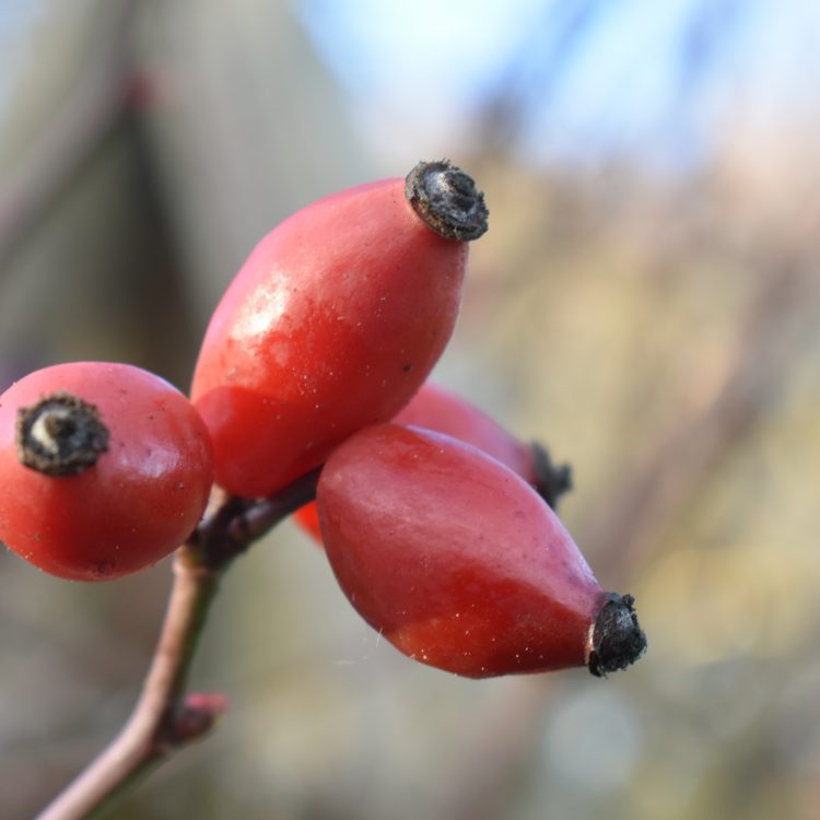 Rosa canina
