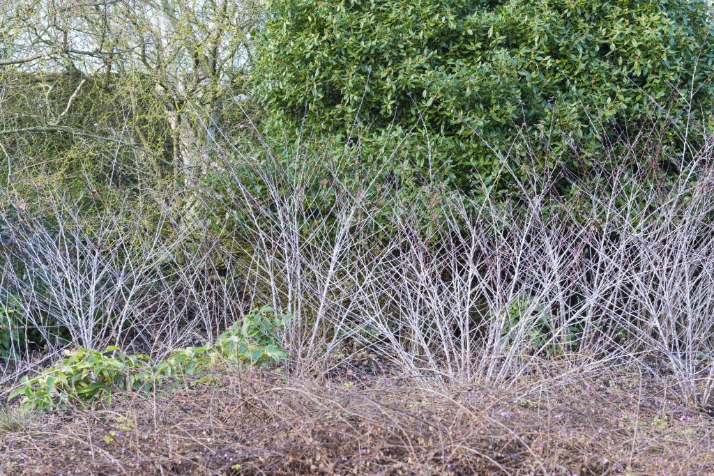 Short silver foliage of Rubus thibetanus ‘Silver Fern’.