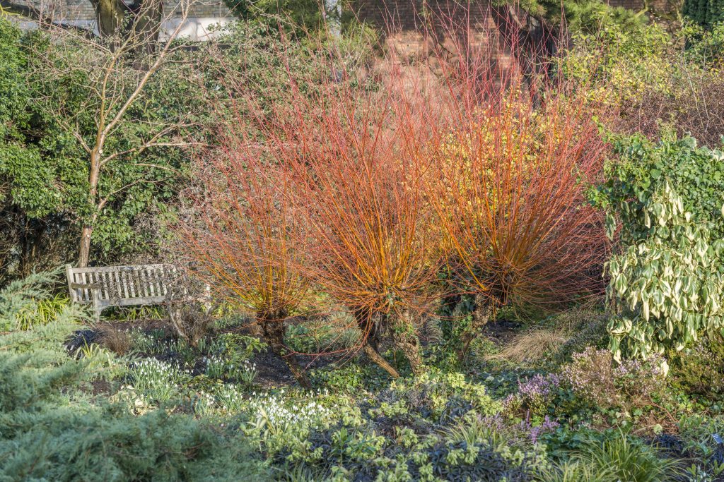 Red and orange stems of Salix. alba var. vitellina ‘Britzensis’