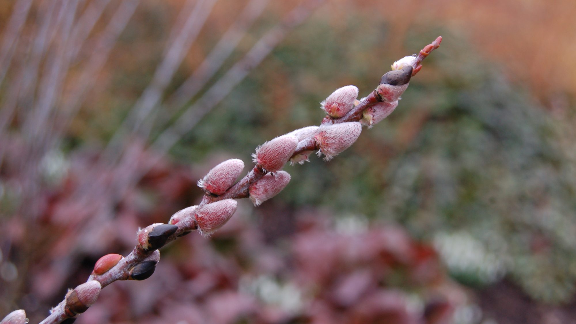 Salix irrorata