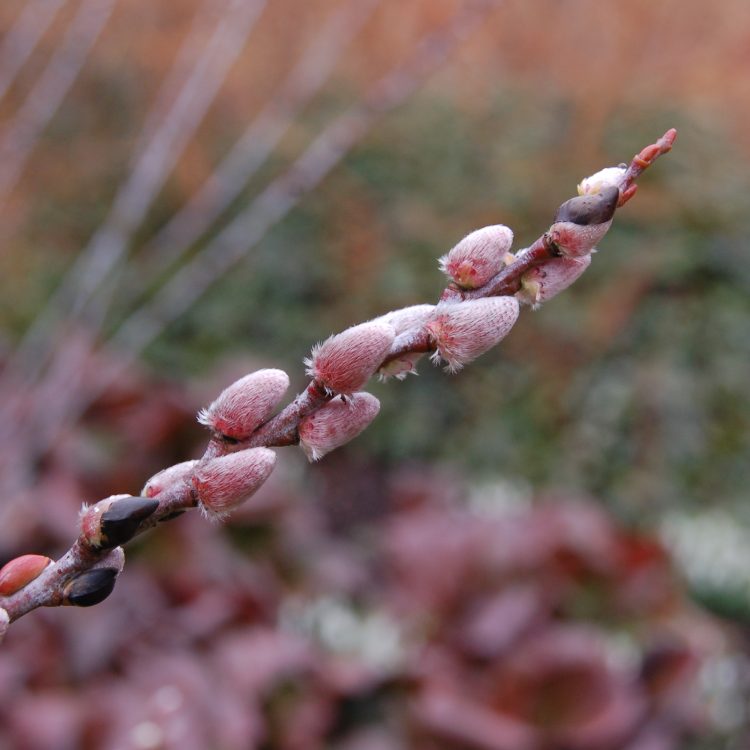 Salix irrorata