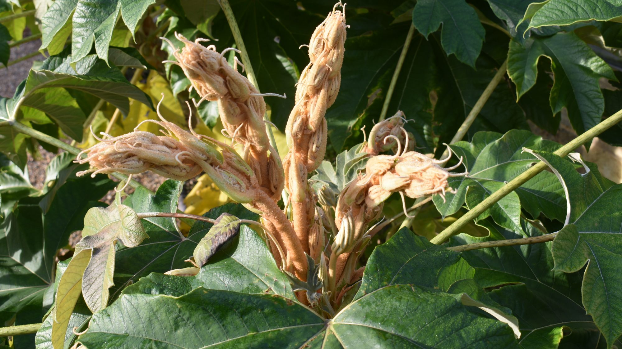 Tetrapanax papyrifera