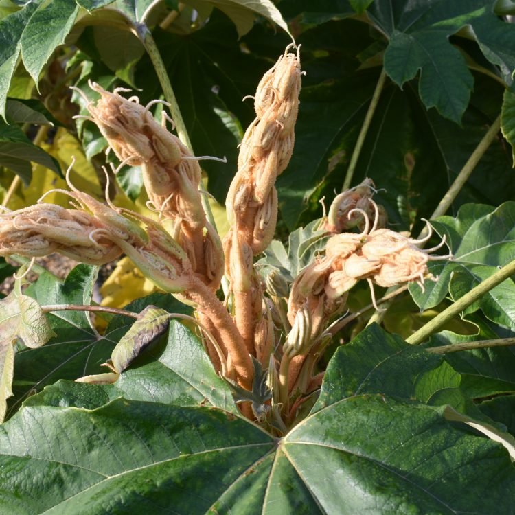 Tetrapanax papyrifera