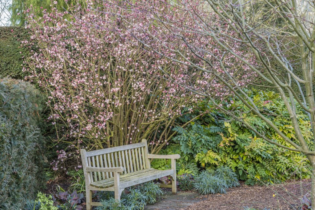 Behind a wooden bench, pink blossoms of Viburnum x bodnantense ‘Charles Lamont' grow.