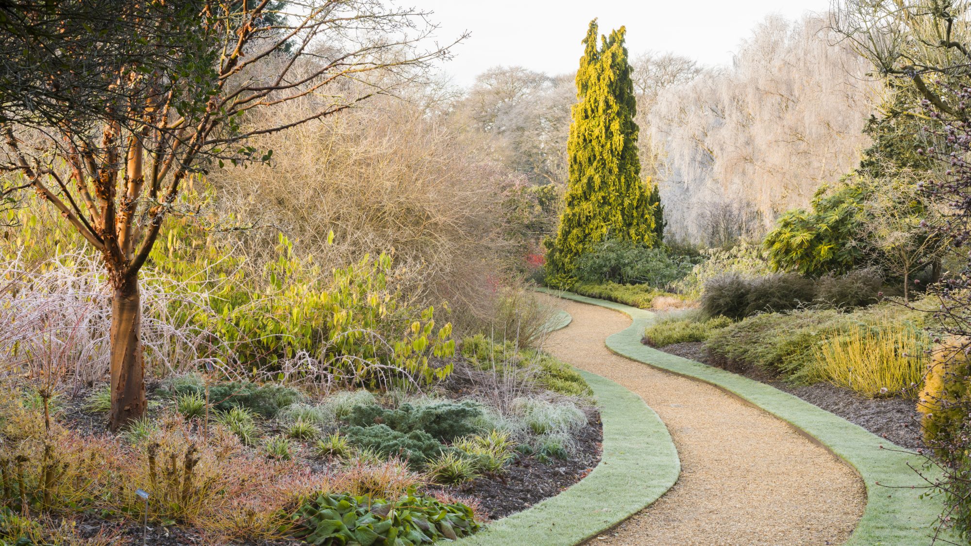 A winding gravel path leads through a garden filled with yellow and green shrubbery and a selection of wintery trees.