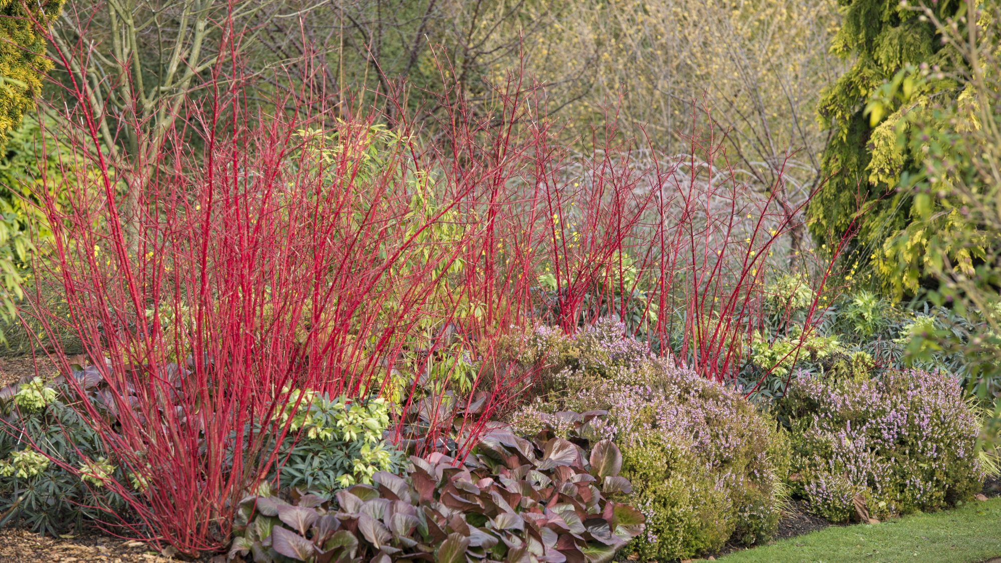 The Winter Garden