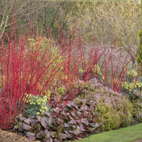 Winter Garden