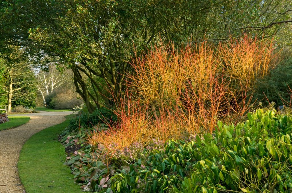 A cluster of orangey-yellow foliage of Cornus sanguinea ‘Midwinter Fire’.