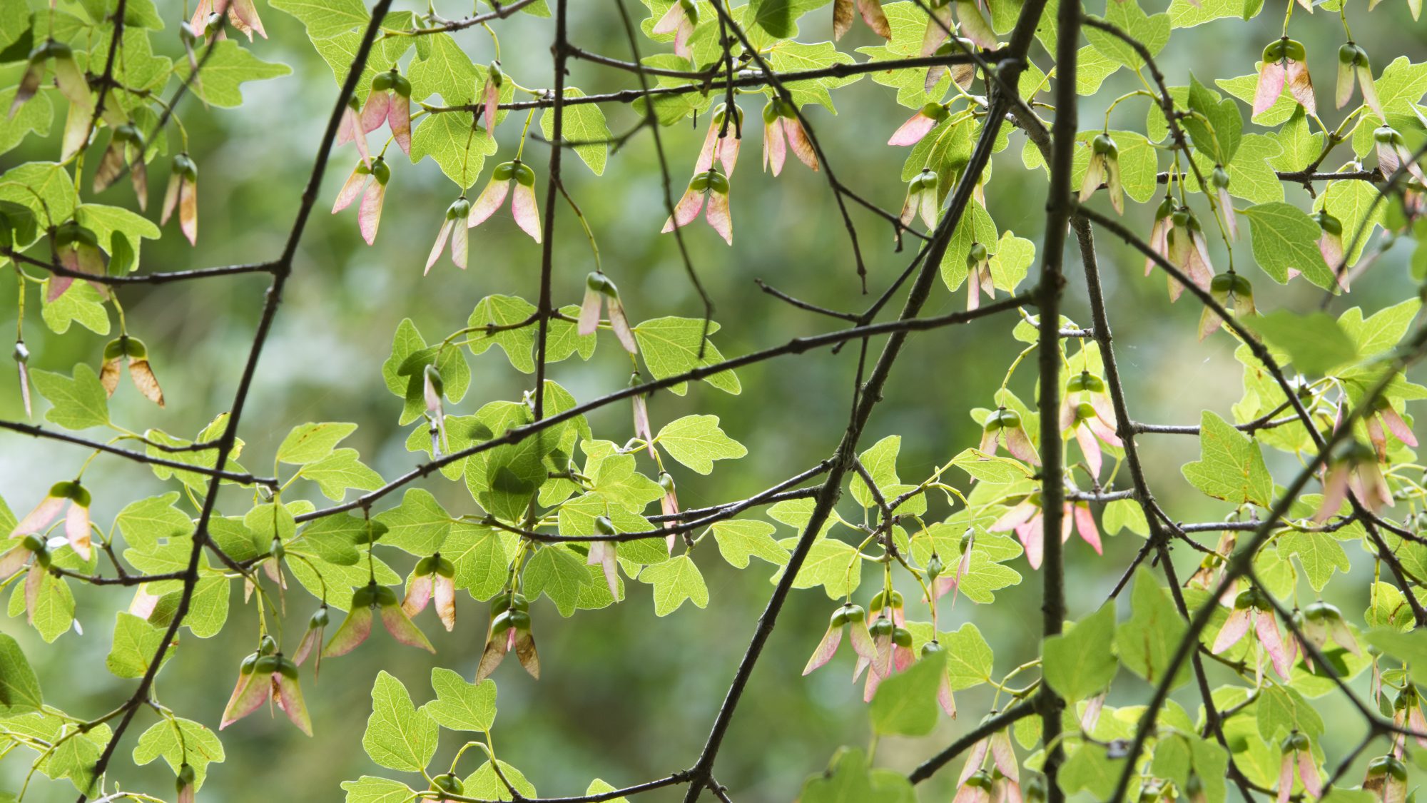 Small green leaves on the branch of the Cretan maple tree.